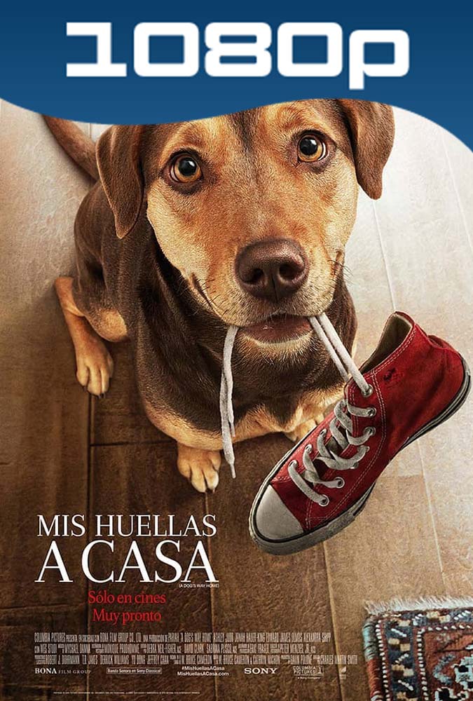 Mis Huellas a Casa (2019) HD 1080p Latino